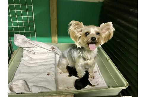販売中のヨークシャーテリアの親犬